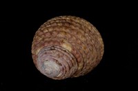 藏品(草蓆鐘螺)的圖片